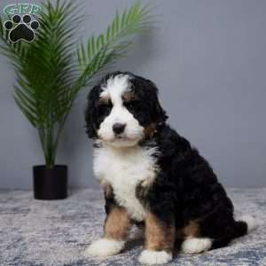 Bliss, Mini Bernedoodle Puppy